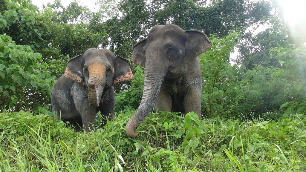 The Lake Phuket Elephant Home景点图片