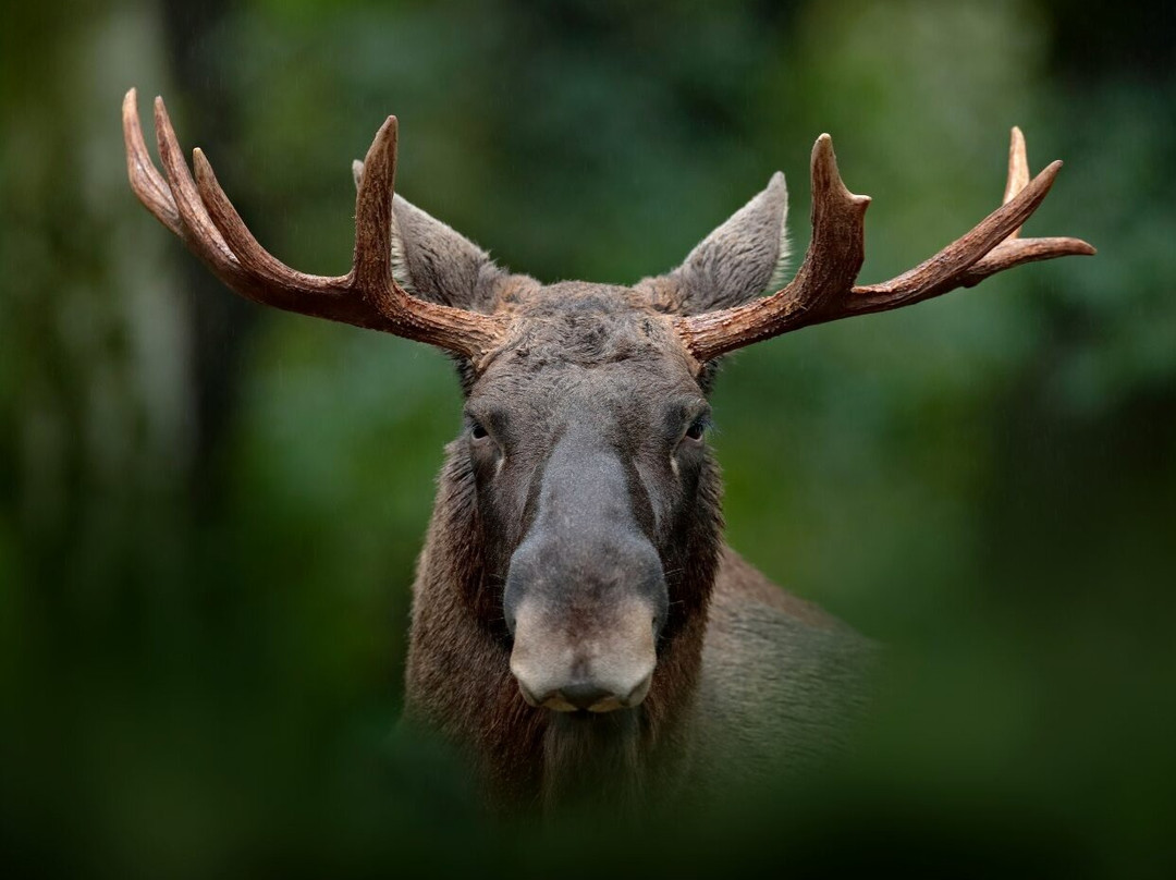 Chilkat State Park-海恩斯必去景点