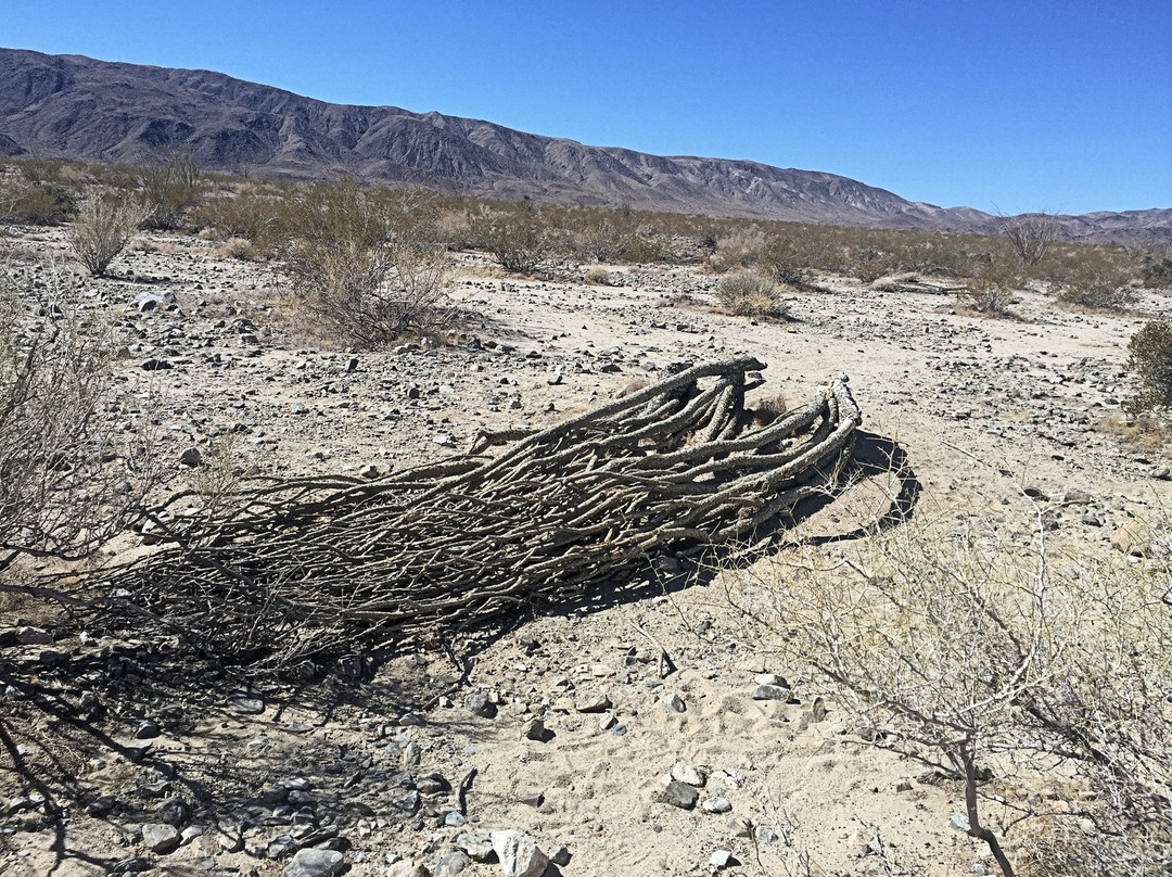 Ocotillo Patch-约书亚树必去景点