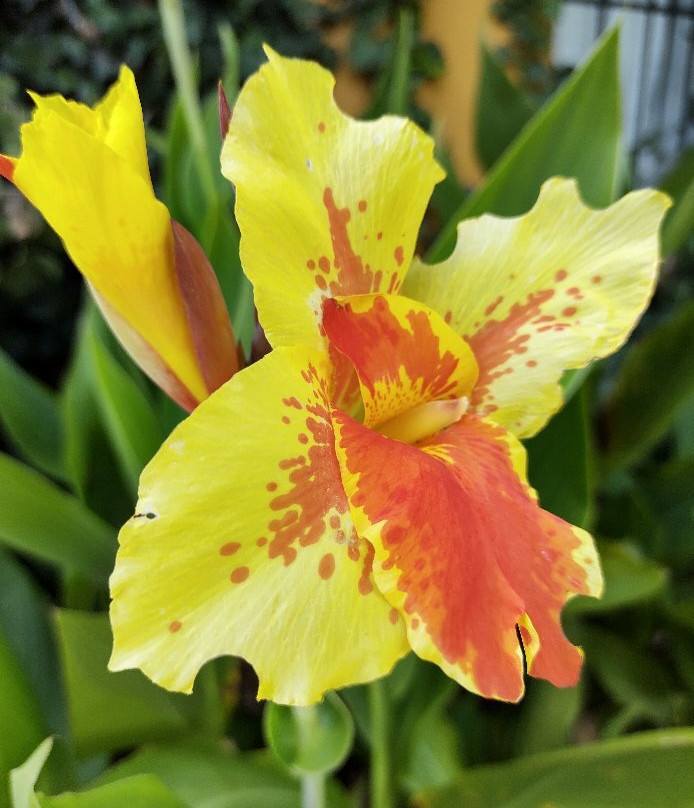 La Casona Italiana主图