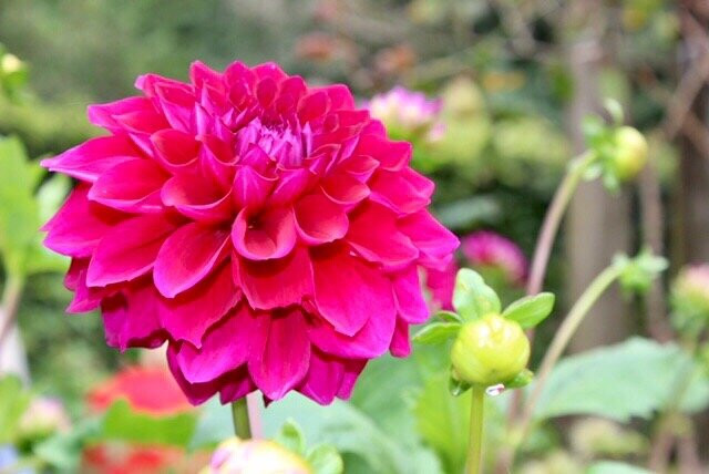 Red Cow Farm - Open Garden-Sutton Forest必去景点