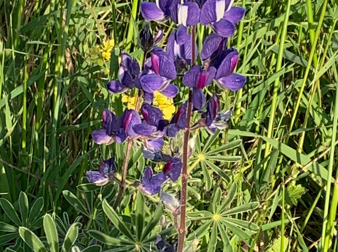 Elah Valley-Beit Shemesh必去景点