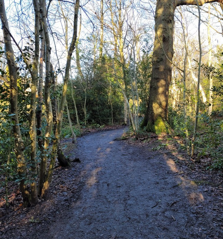 Ecclesall Woods-谢菲尔德必去景点