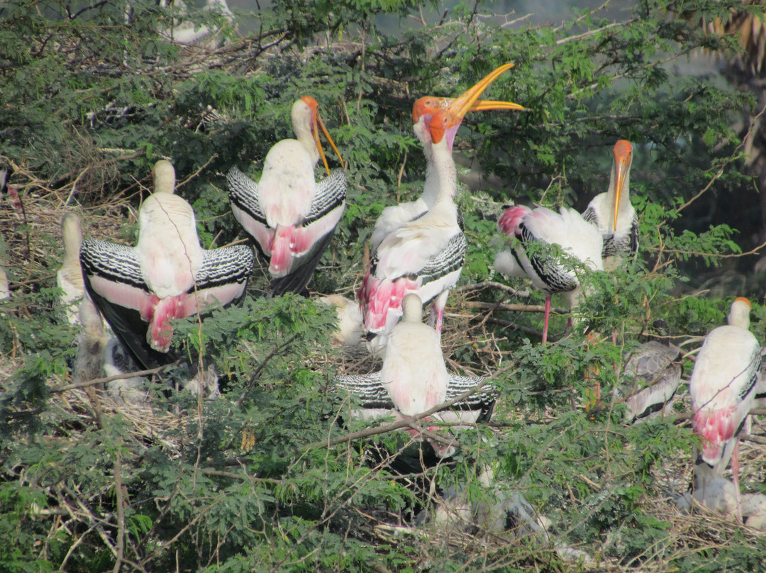 Kolleru Bird Sanctuary景点图片