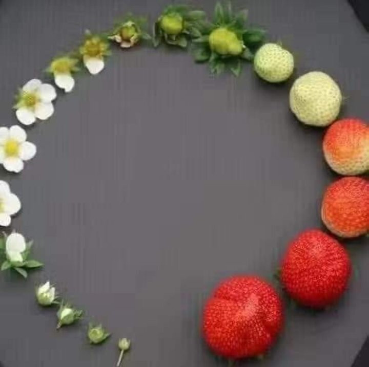 Muskan Organic Strawberry Garden-马哈巴勒什瓦必去景点