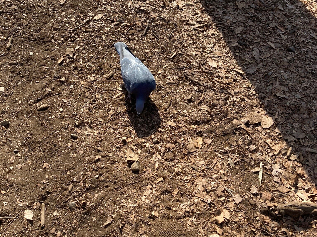Fuchunomori Park-府中市必去景点