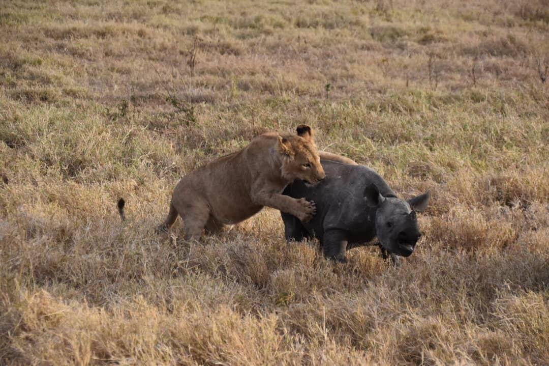 Redunca Safaris-阿鲁沙必去景点
