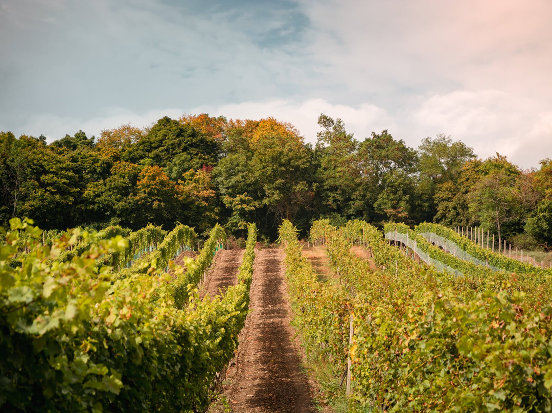 Vinosady旅游攻略图片