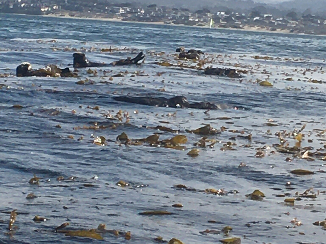 Adventures by the Sea-蒙特雷必去景点