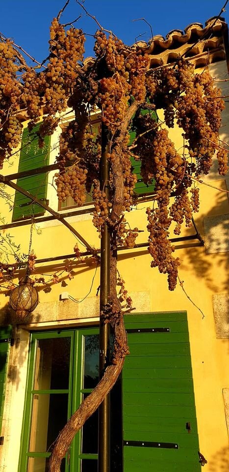 Bergerie de Castellan-酒店景观