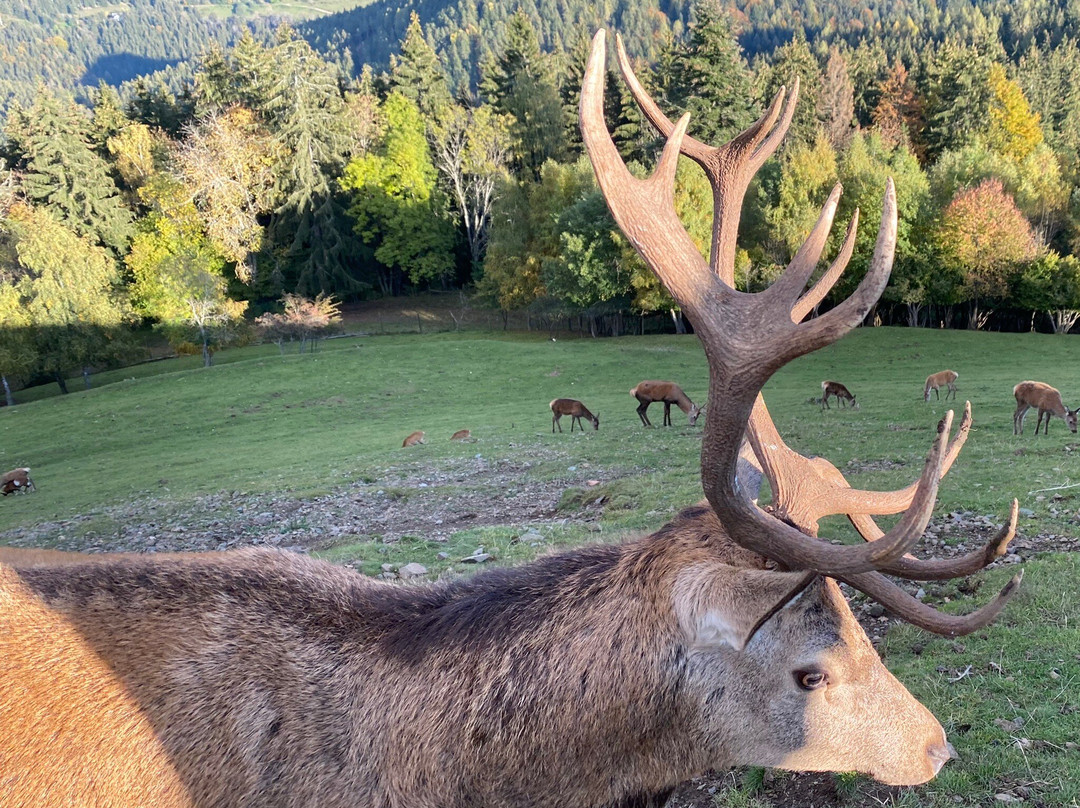 Magdalensberg旅游攻略图片