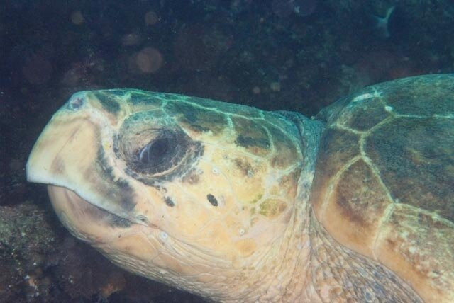 Aliwal Shoal Adventures-Umkomaas必去景点