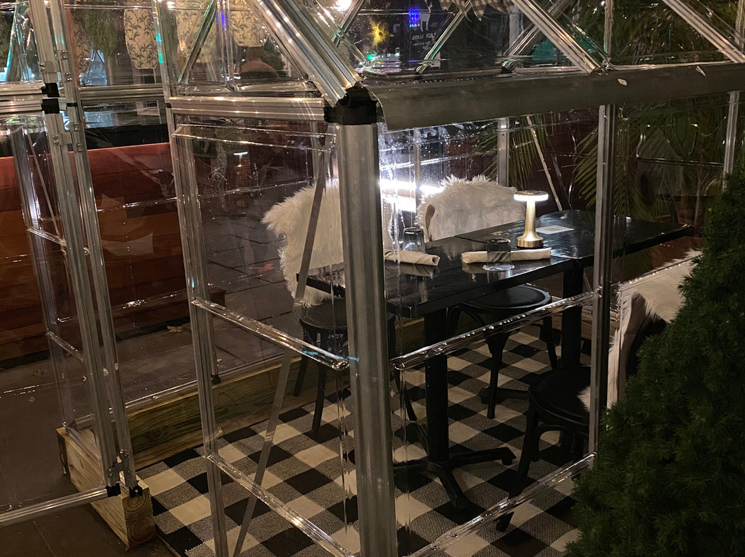 American Beech主图