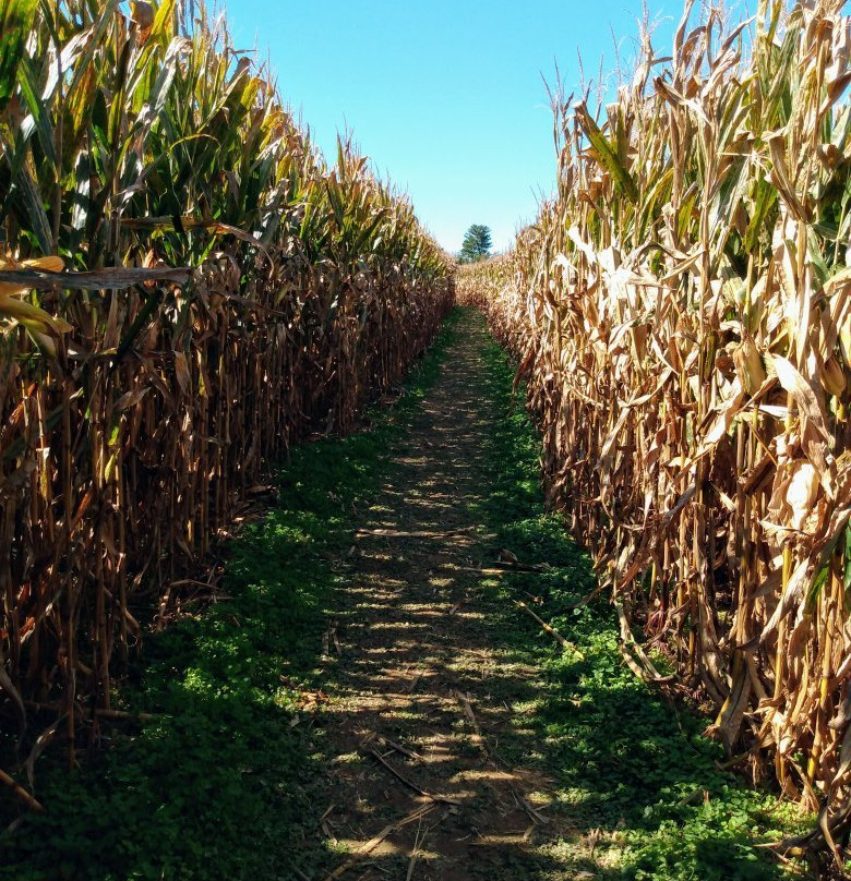 Flinchbaugh's Orchard and Farm Market-Hellam必去景点