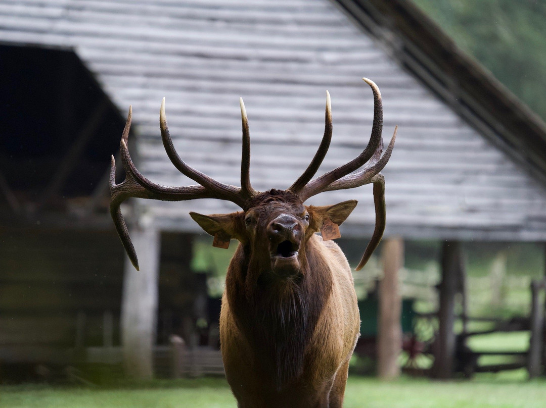 Mountain Farm Museum景点图片