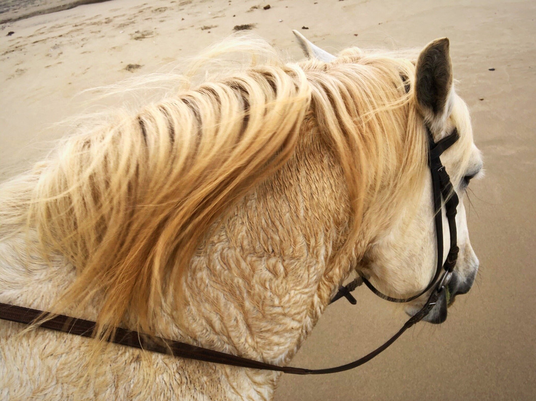 Selsdon Park Estate Beach Horse Rides-Marina Beach必去景点