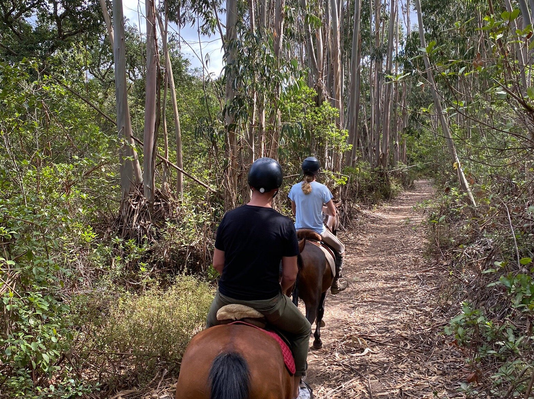Horses in the Sun景点图片