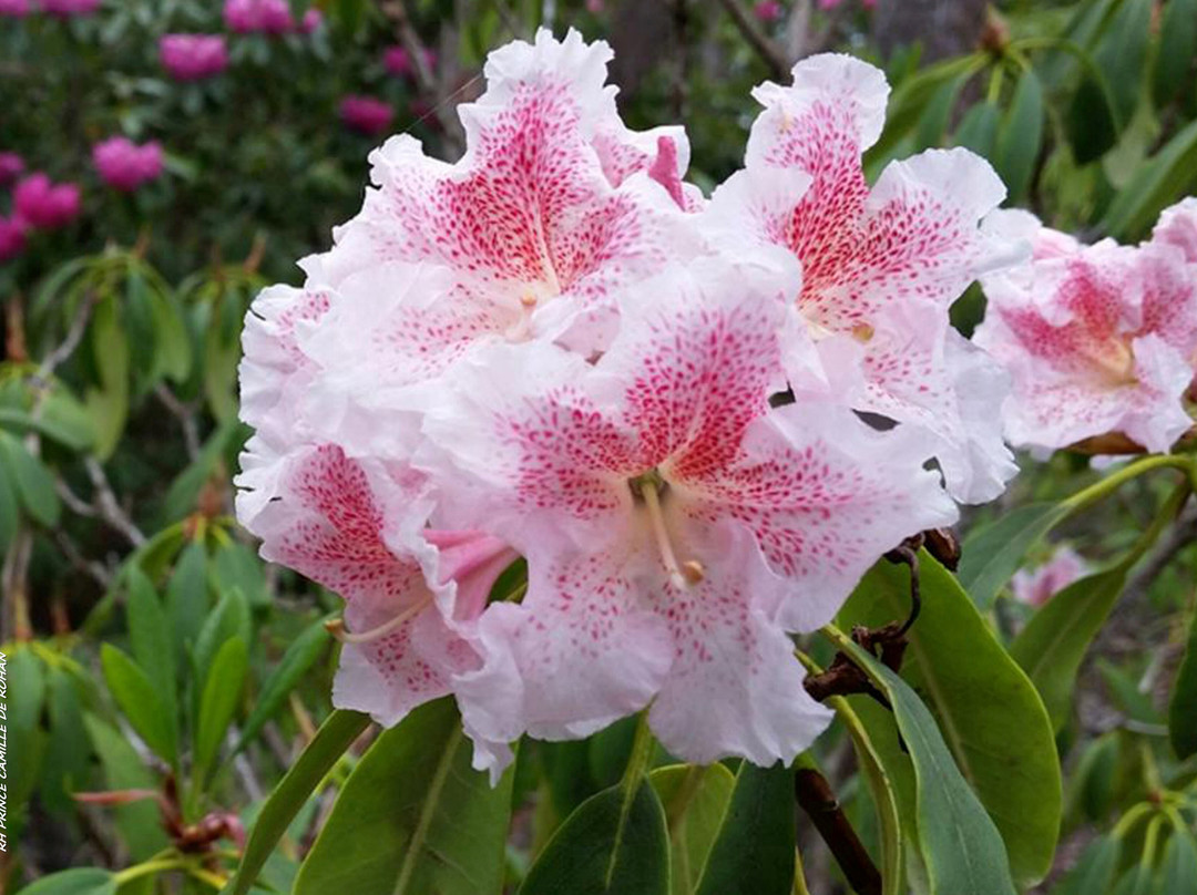 The Campbell Rhododendron Gardens景点图片