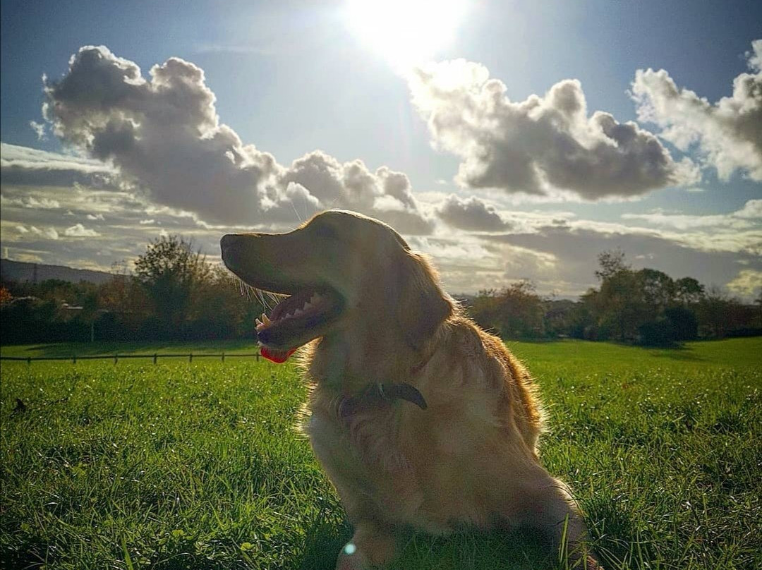 Ashcombe Park-滨海韦斯顿必去景点