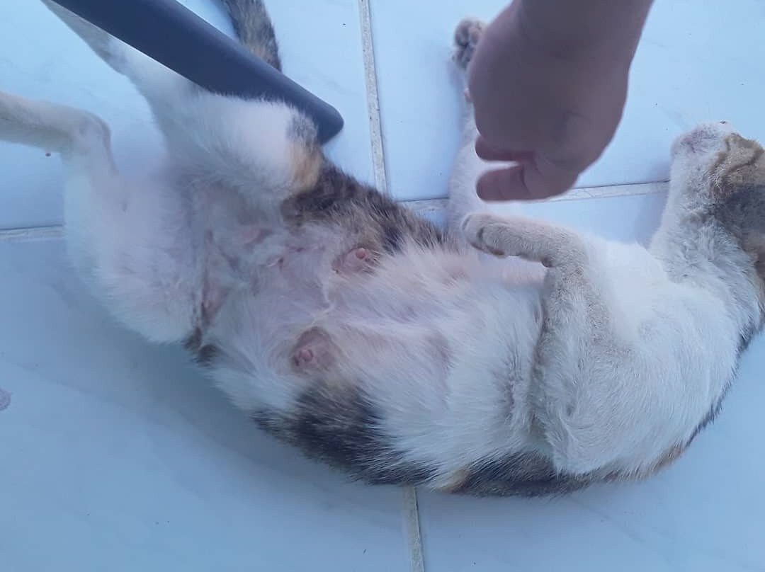 Lygia旅游攻略图片