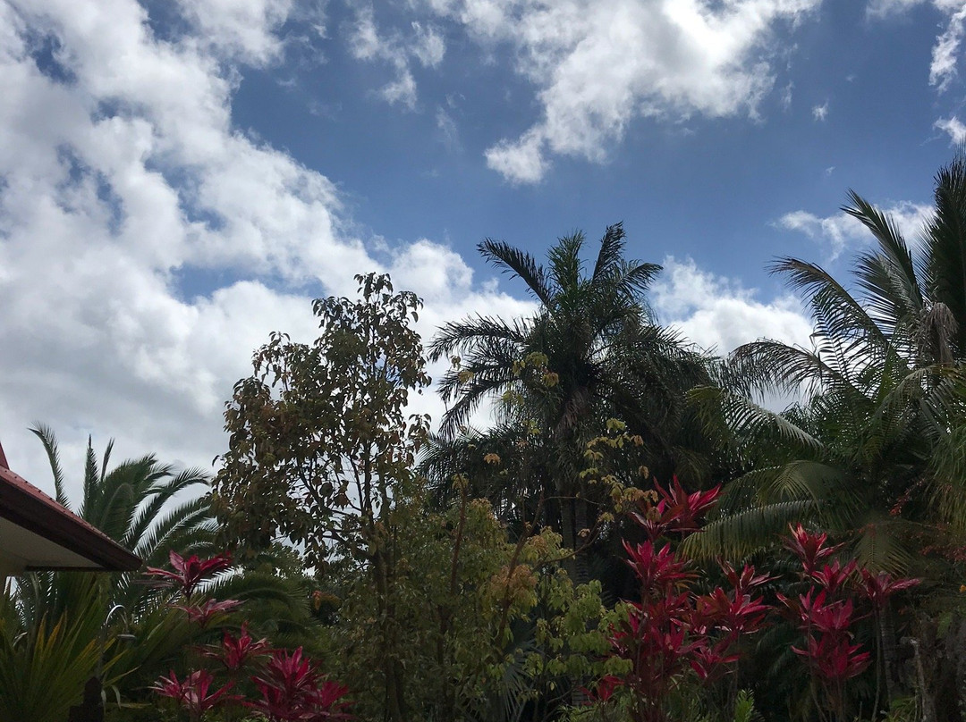 Les Frangipaniers主图