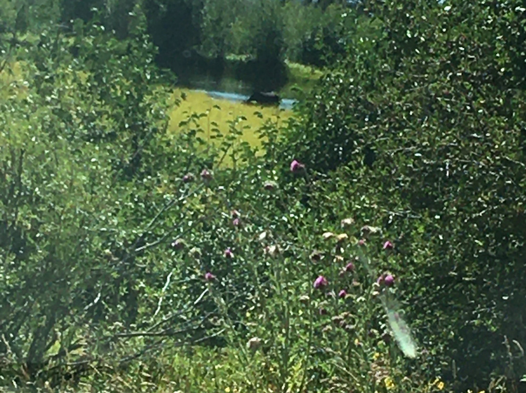 威尔逊麋鹿公路-穆斯必去景点