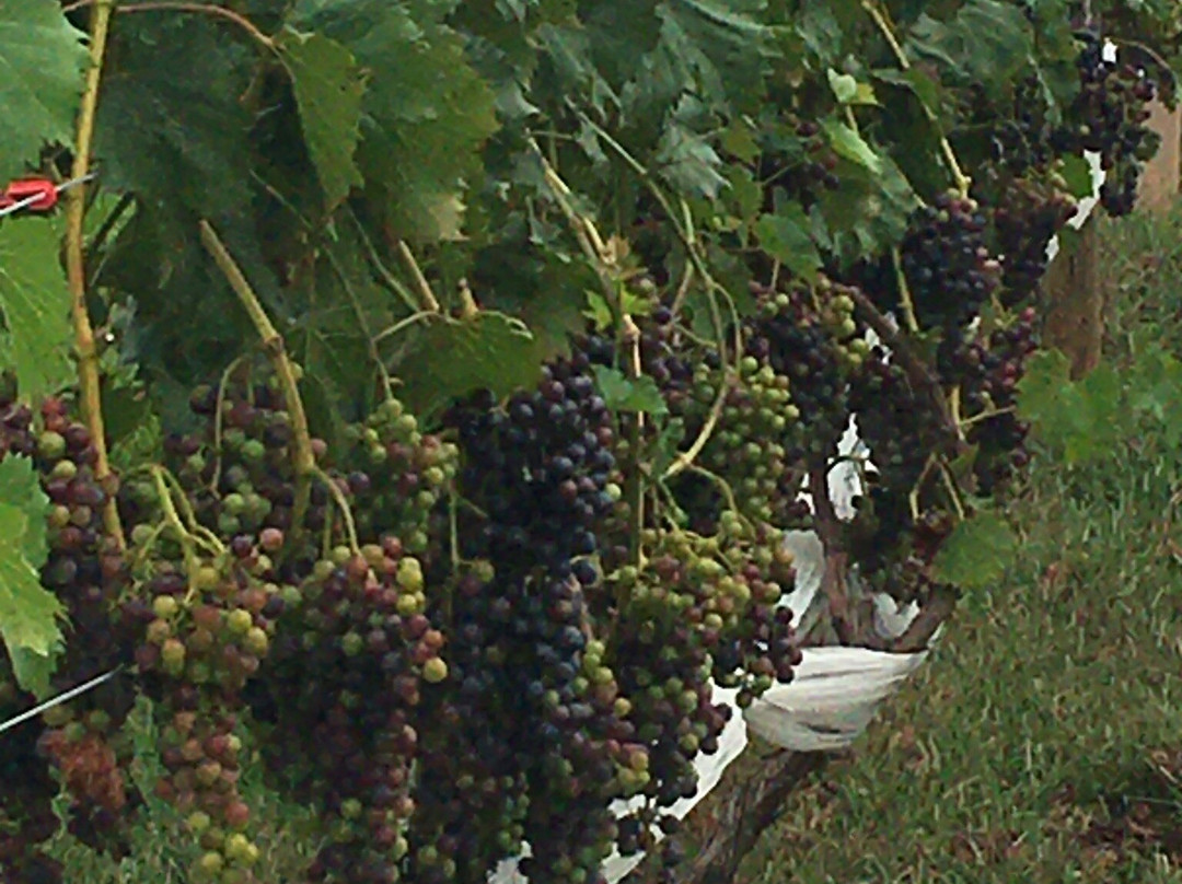 Linganore Winecellars景点图片