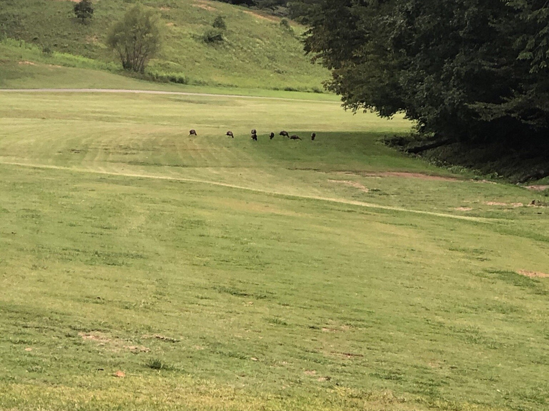Wild Laurel Golf Course-汤森必去景点