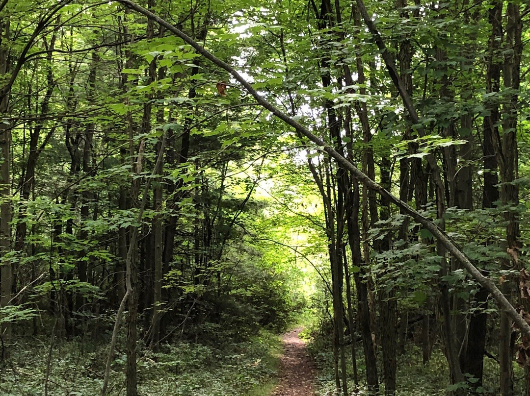 Cranesville Swamp Nature Preserve景点图片
