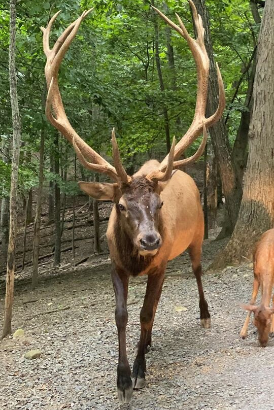 Briarwood Ranch Safari Park-莫利斯敦必去景点