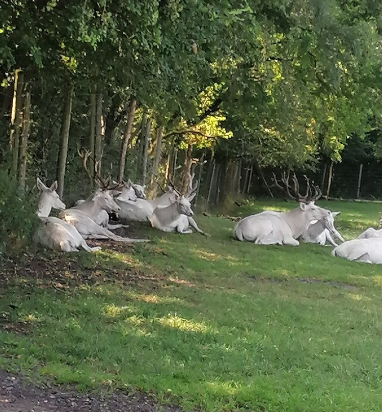 Wildpark Eekholt KG-Grossenaspe必去景点