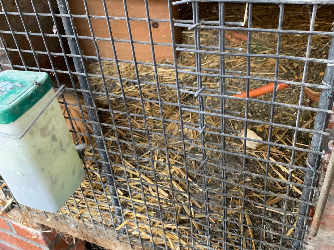 La Ferme aux Oiseaux Exotiques-香槟地区沙隆必去景点