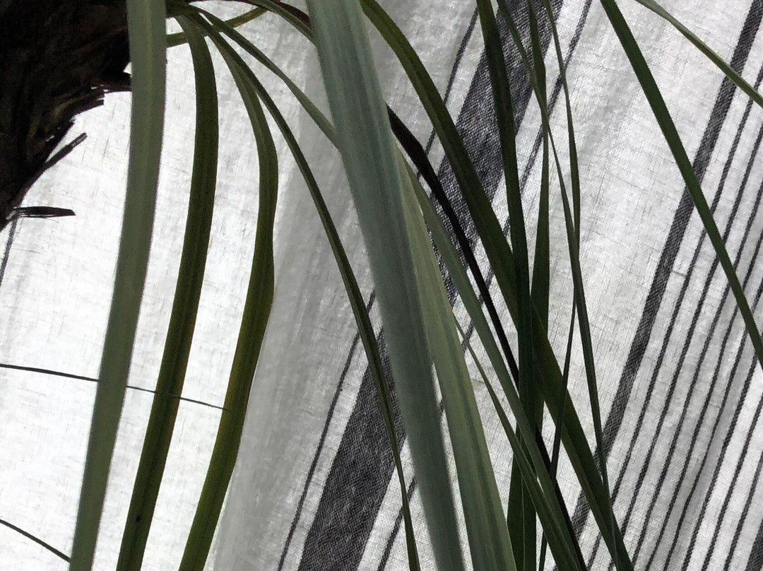 La Belle Endormie主图