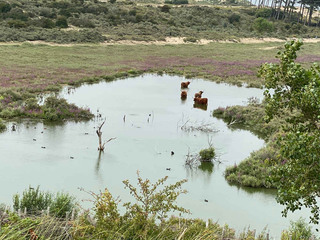 Nationaal Park Zuid Kennemerland-Overveen必去景点