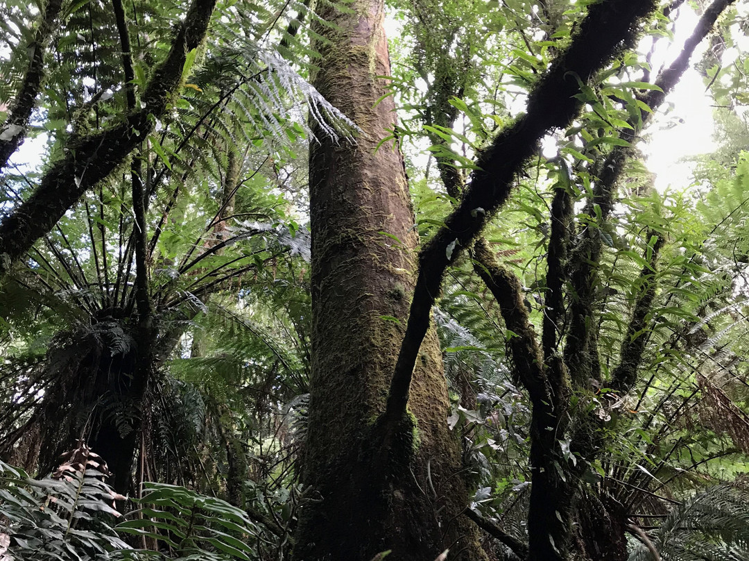 Melba Gully National Park景点图片