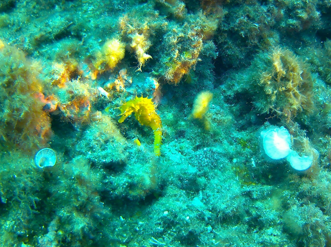 Anfibios Ibiza景点图片