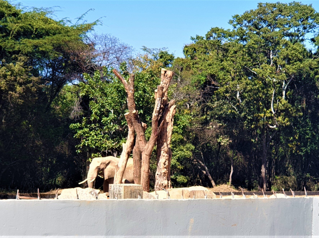 Fundação Zoo-Botânica de Belo Horizonte景点图片