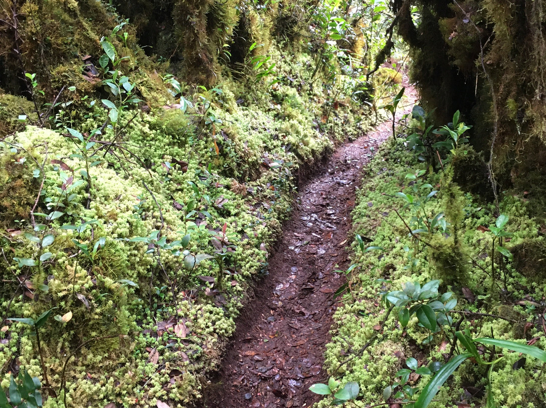 Gunung Irau (Mount Irau)-碧兰璋必去景点