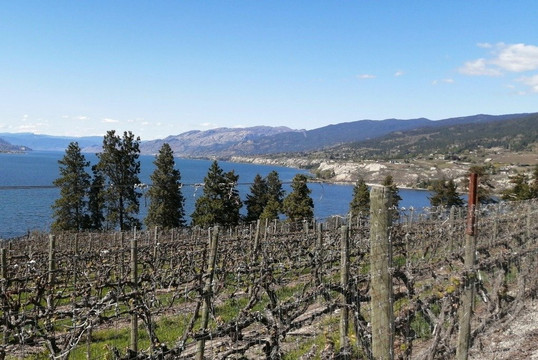 Pedego Electric Bikes Penticton-彭蒂克顿必去景点