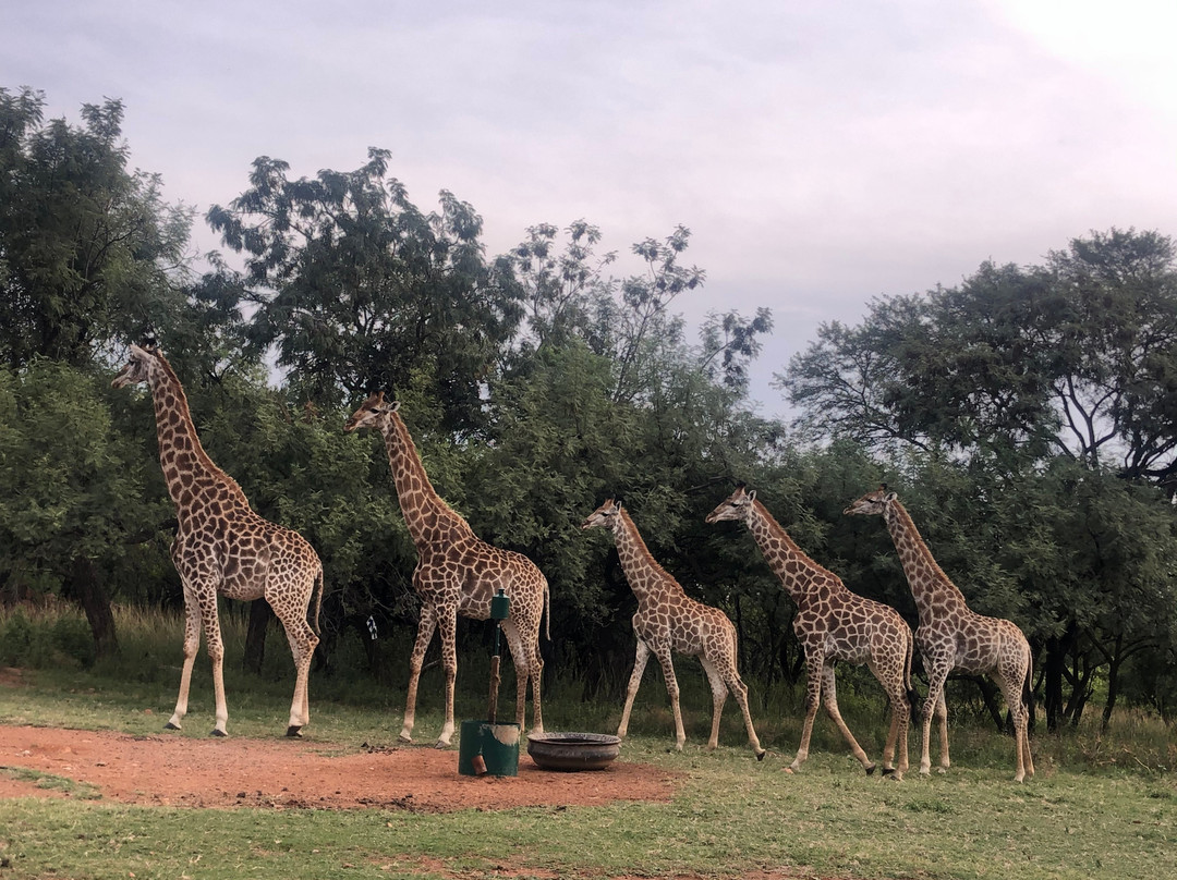 Windy Brow Game Reserve-柯立南必去景点
