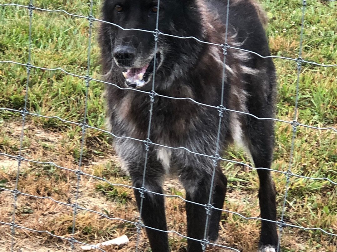 Wolf Paws Positive Awareness Wolfdog Sanctuary-Dandridge必去景点