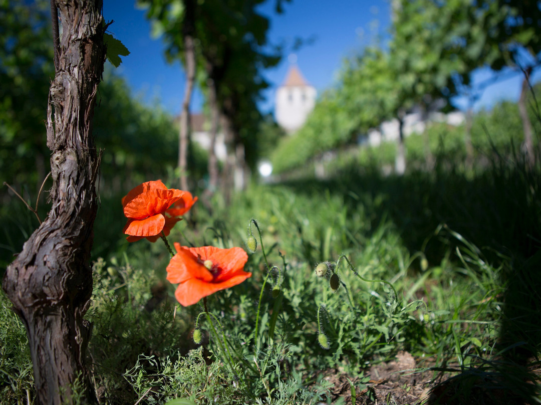 Muri-gries Tenuta | Cantina Convento-博尔扎诺必去景点