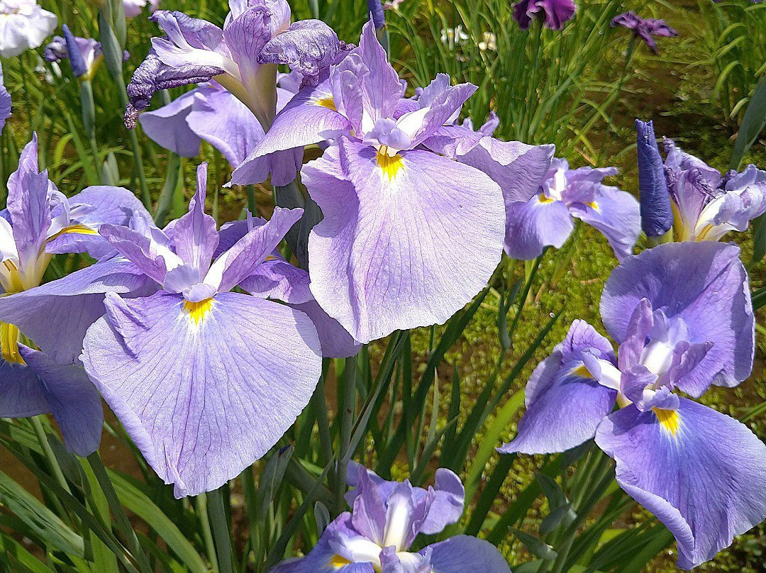 Yakushiike Park-町田市必去景点