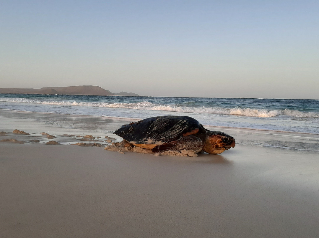 Sealife Experience Turtle Watching-圣塔玛丽亚必去景点