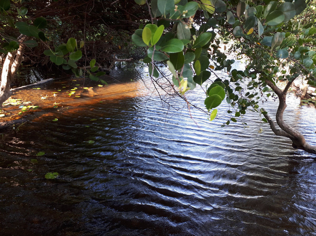 Igarape Agua Boa-Ilha do Marajo必去景点