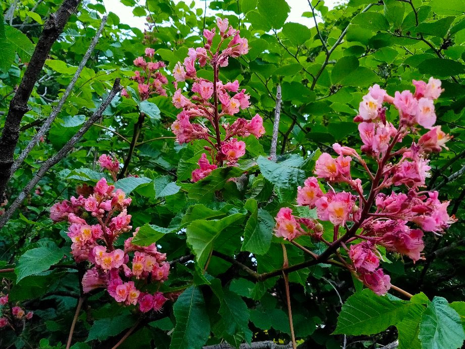 Sayama City Urban Botanical Garden-狭山市必去景点