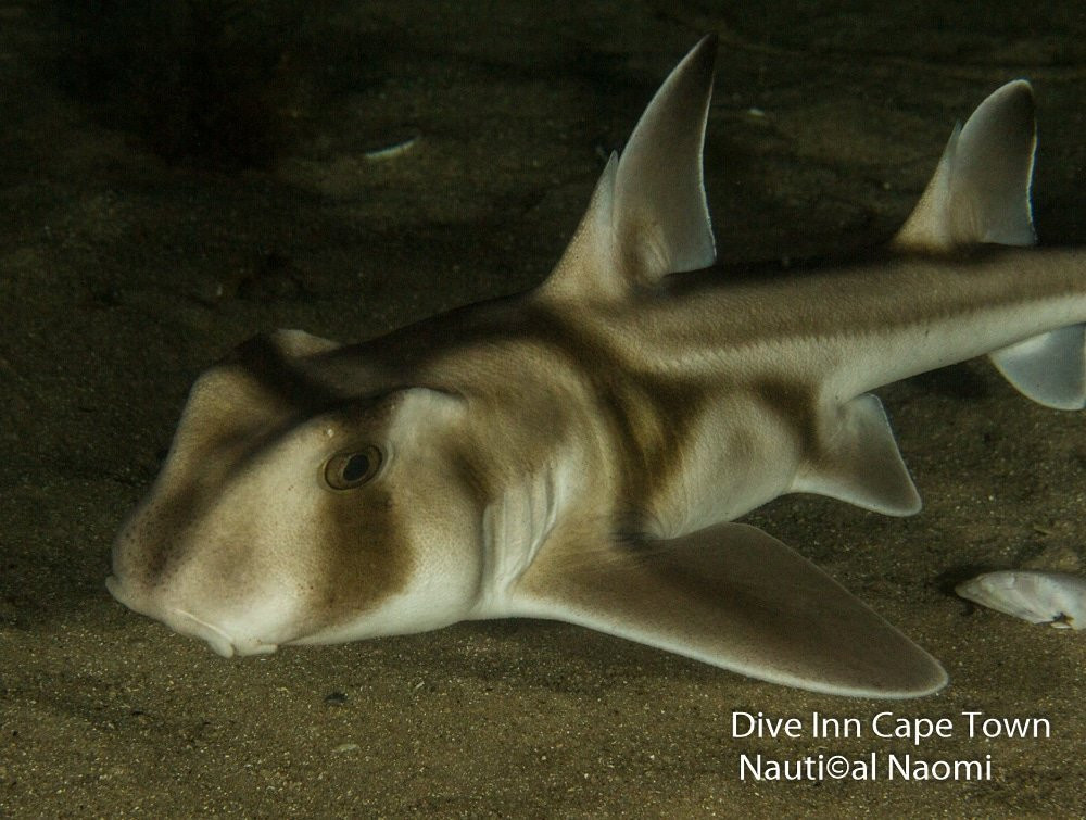 Diving Adelaide-Glandore必去景点