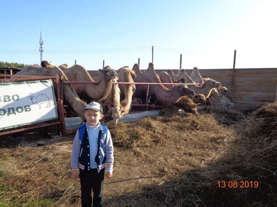 Camel Farm LAIDOYA景点图片