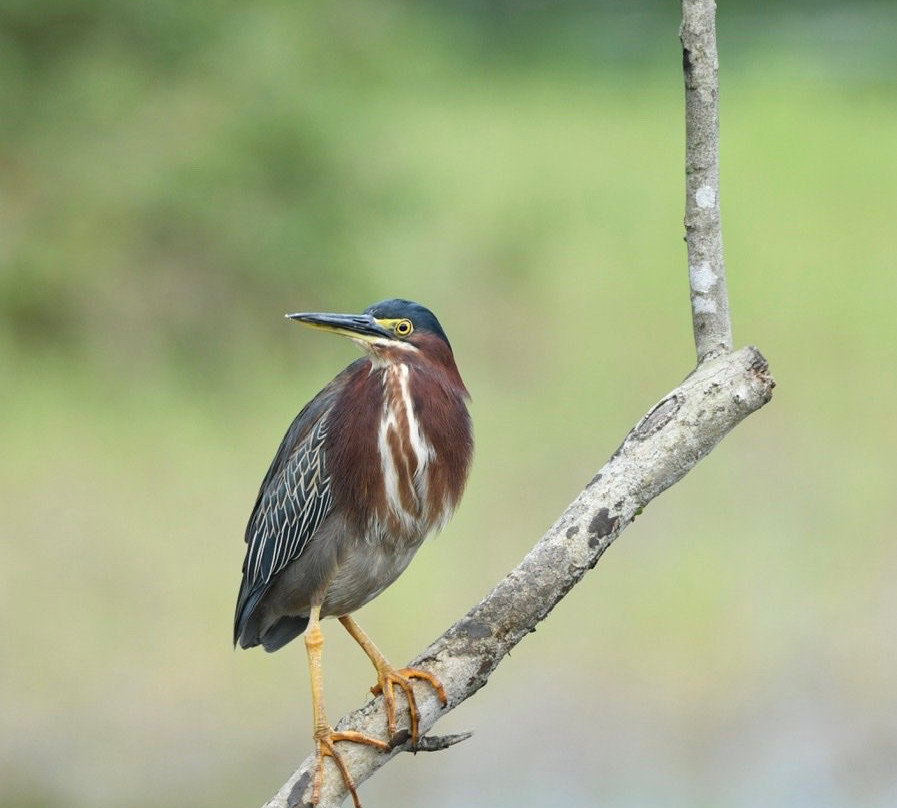 Maquenque Eco-Lodge主图