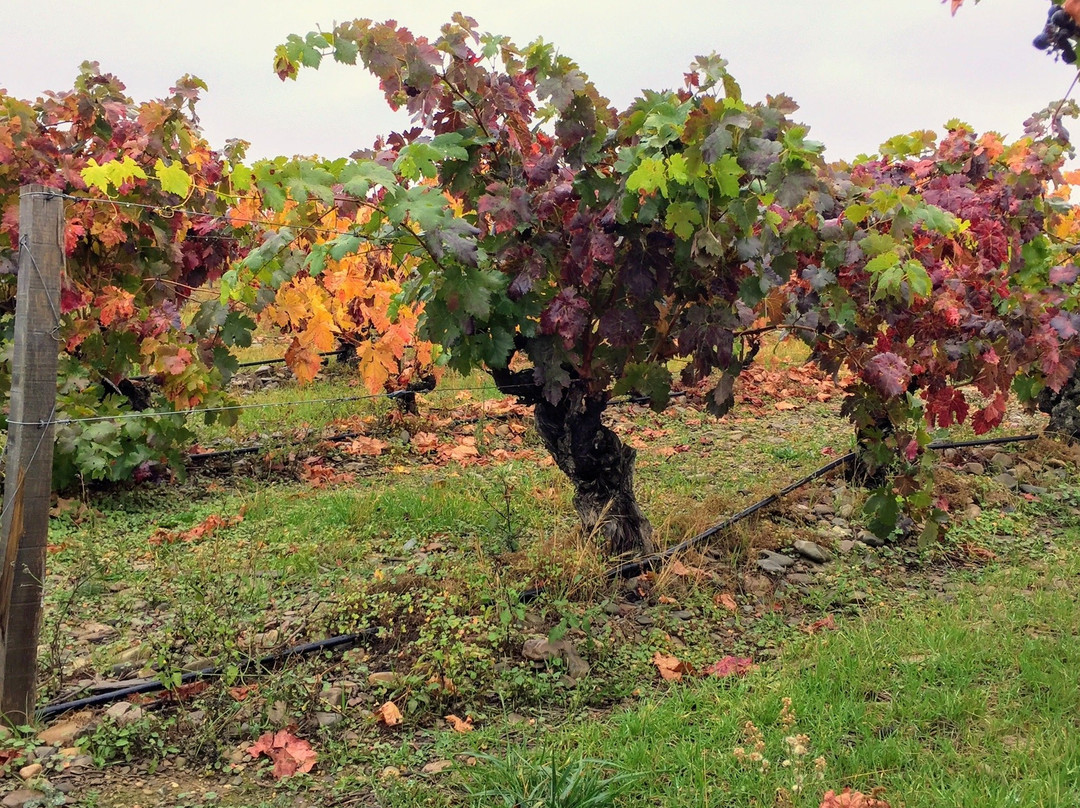 Bodegas Finca La Emperatriz景点图片